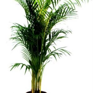 arecapalm