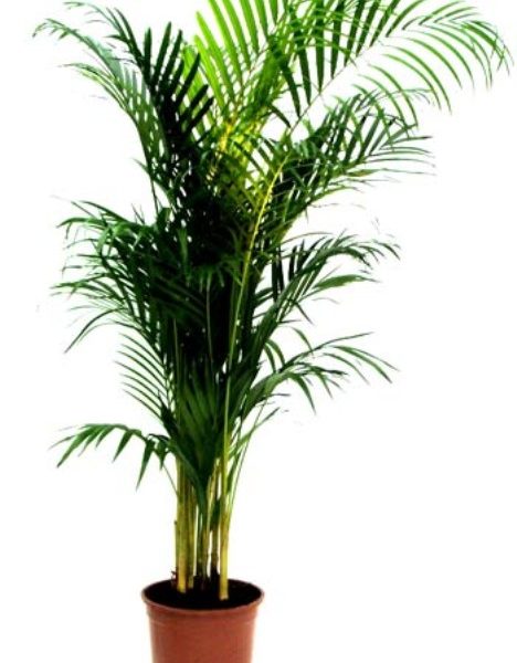 arecapalm